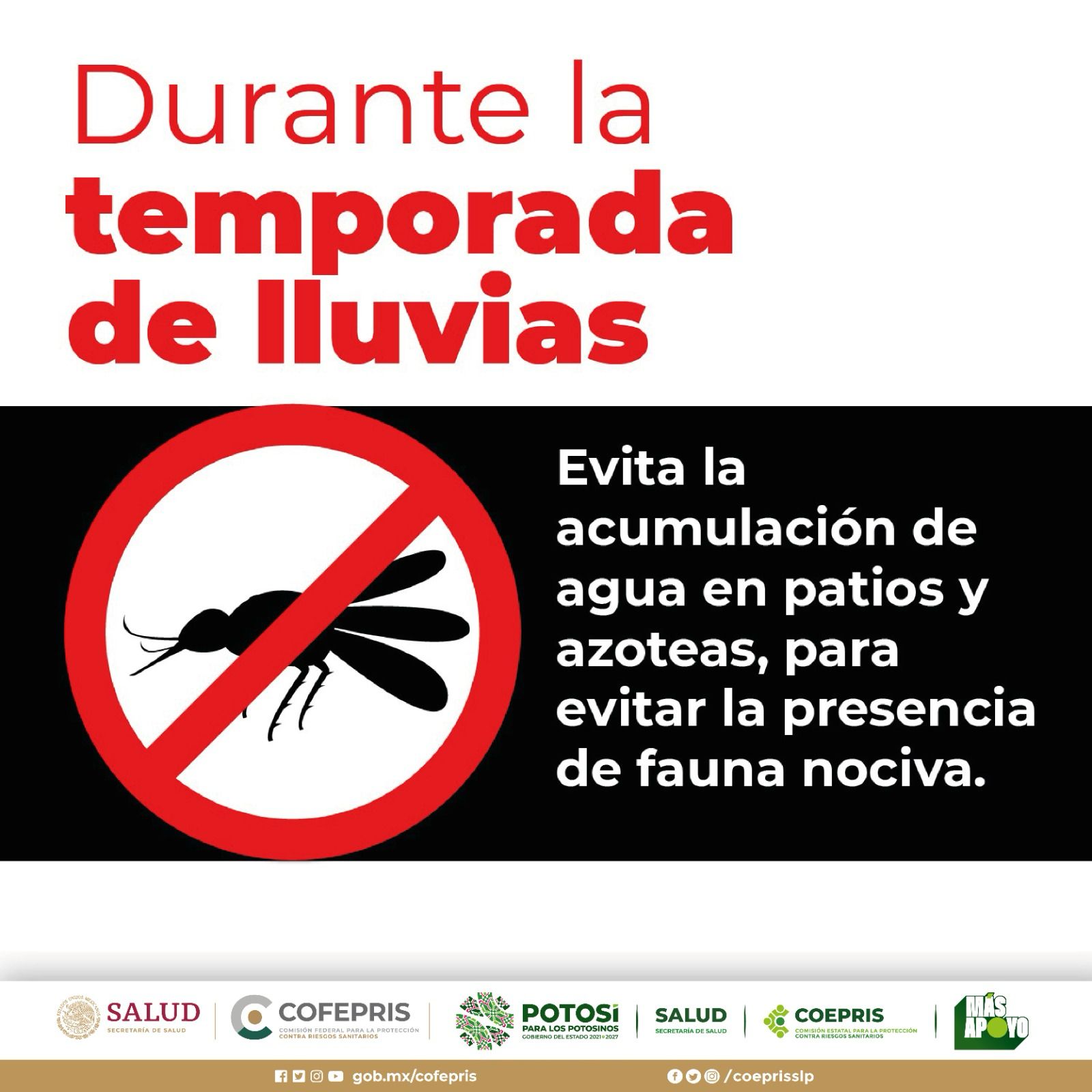 Emiten medidas sanitarias por plaga de moscas en SLP