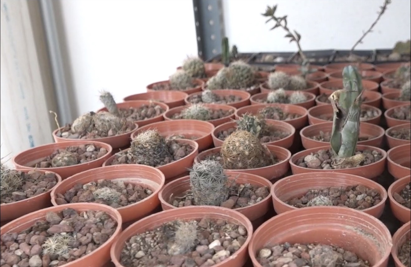 La crisis de las cactáceas en SLP: entre desmontes, alteraciones climáticas y tráfico ilegal